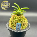 【店内全品2個で10%OFFクーポン配布】 富貴蘭 風蘭 蘭 夢幻錦 むげんにしき 5本立 【現品】 T729 フウキラン フウラン 送料無料