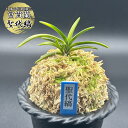 【店内全品2個で10%OFFクーポン配布】 富貴蘭 風蘭 蘭 聖代縞 せいだいしま 2本と小芽 【現品】 T730 フウキラン フウラン 送料無料 風蘭