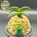 富貴蘭 風蘭 蘭 御神渡 おみわたり 3本立 【現品】 T738 フウキラン フウラン 送料無料 風蘭