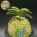 富貴蘭 風蘭 蘭 御神渡 オミワタリ 2本立 【現品】 t758 フウキラン フウラン 送料無料