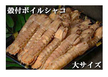 送料無料！ボイルシャコ冷蔵　殻付き大　1kg　【漁時期オス】【業務用】【おかべ水産】