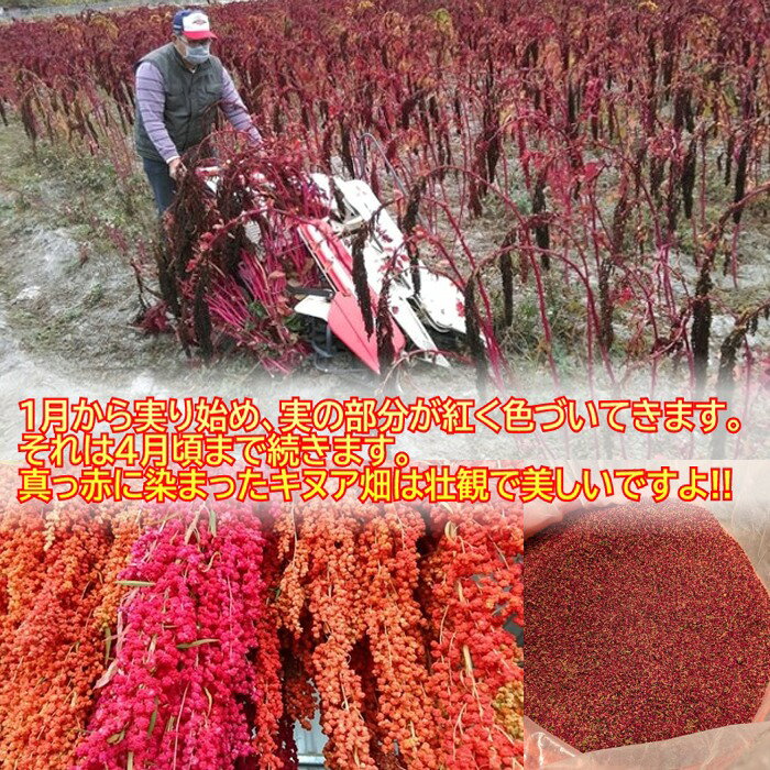 台湾産 赤藜(赤キヌア) 150g スーパーフード・正規輸入品
