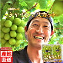 岡山県産 シャインマスカット 2房入 計約1.2kg以上 常温配送 大粒 敬老の日 ギフト 旬