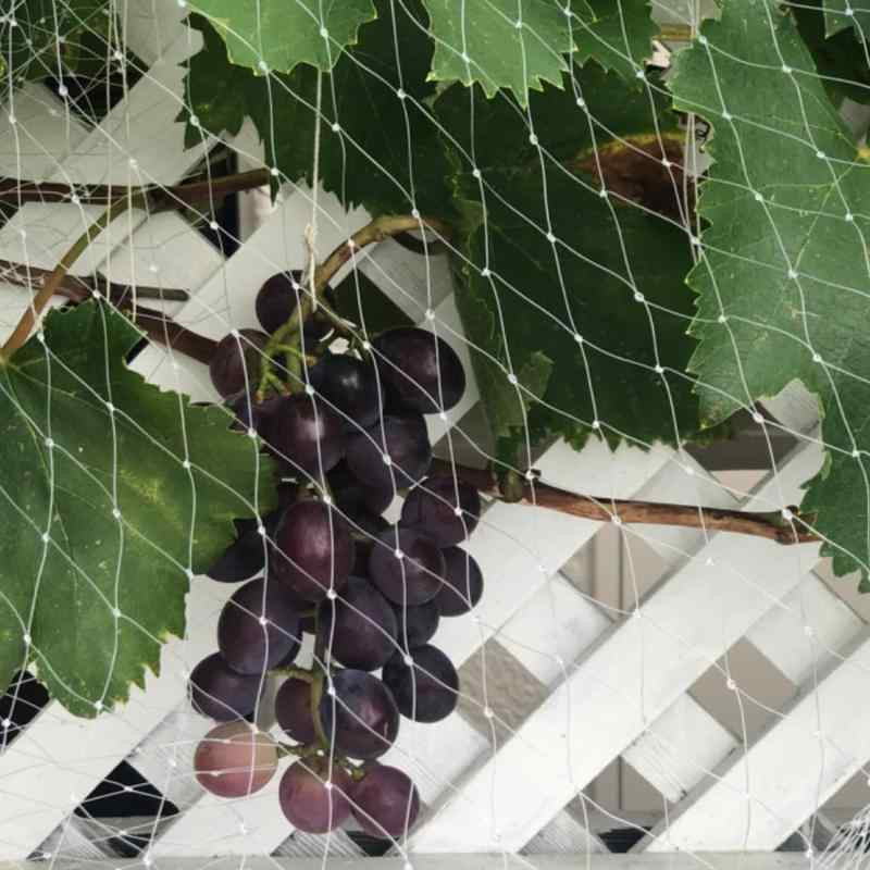 鳥よけネット ベランダ 防鳥ネット 透明色で視界や日差しを遮らない 極細網目で小型な鳥たちの侵入防止..