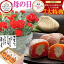 遅れてごめんね 母の日 プレゼント 和菓子 ギフト お菓子 花と スイーツ 人気 高級 鉢植え 花 セット 生花 鉢花 花鉢 食べ物 選べる メッセージカード セット お母さん カーネーション 5号鉢 &岐阜中津川本物の栗きんとん 3個 栗きんとん入り干し柿 栗柿 3個 遅れてごめんね 母の日 プレゼント 和菓子 ギフト お菓子 花と スイーツ 人気 高級 鉢植え 花 セット 生花 鉢花 花鉢 食べ物 選べる メッセージカード セット お母さん カーネーション 5号鉢 &岐阜中津川本物の栗きんとん 3個 栗きんとん入り干し柿 栗柿 3個