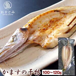 かますの干物 中(1尾・100〜115g)≪アカカマス 本カマス≫カマス 干物 ひもの 一夜干し 国産 島根産 大田市産 日本海 山陰 天日塩 無添加 お取り寄せ 産地直送 産直 【岡富商店】