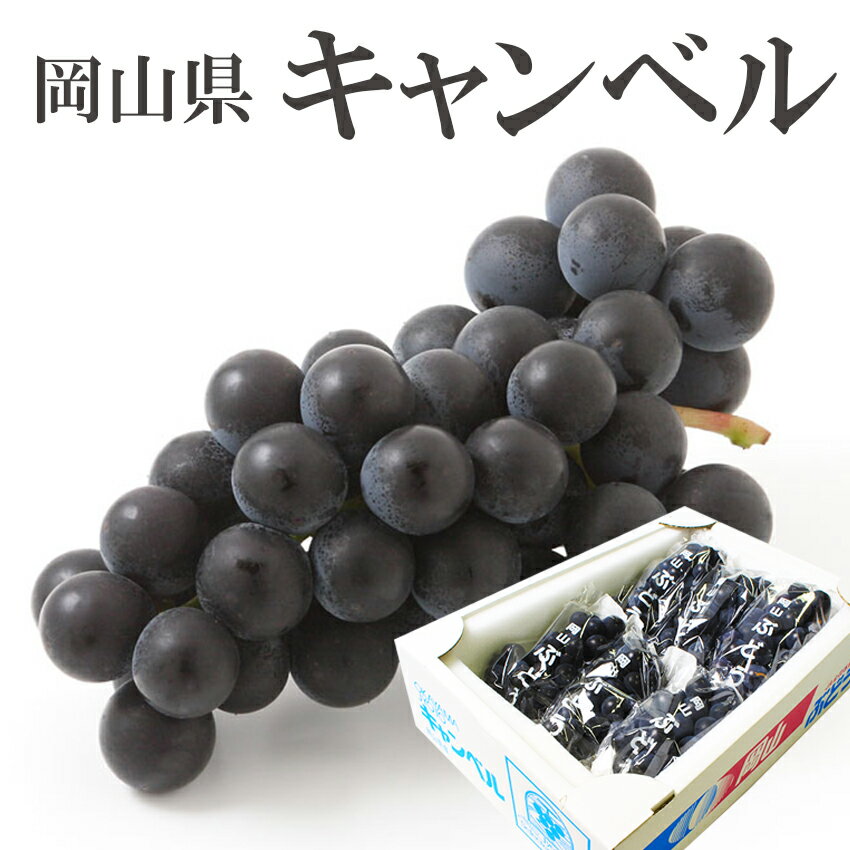 訳あり 岡山県産 キャンベル 家庭用 大きさお任せ2kg 希少 葡萄 ぶどう ブドウ 果物 くだもの フルーツ 【岡山果物工房】軸枯れ、脱粒がございます。ジュースなどの加工用向き