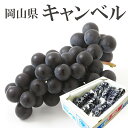 ぶどう 岡山県産 キャンベル 秀品 2kg 1kg 3房 希少 葡萄 ぶどう ブドウ ギフト 父の日 夏ギフト お中元 プレゼント 御礼 御祝 御供 果物 くだもの フルーツ 【岡山果物工房】6/10頃初入荷