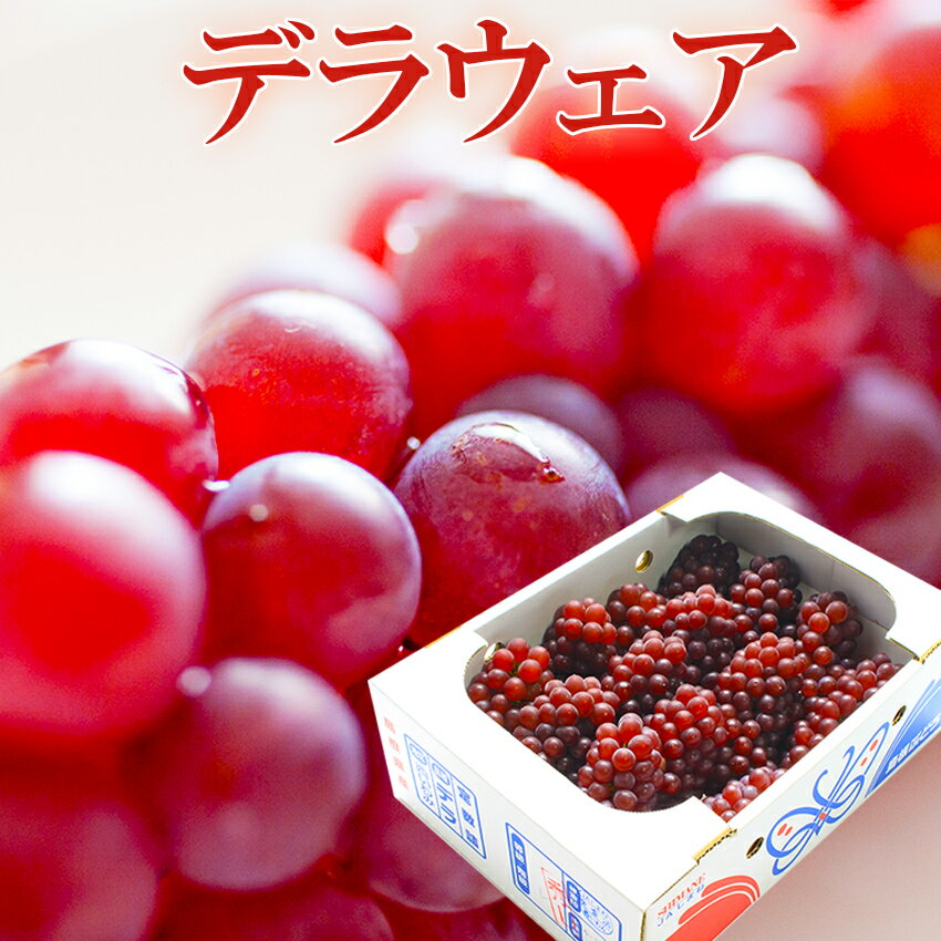 島根県産 デラウェア 2kg 大きさお任せ 秀品 贈答用 葡萄 ぶどう ブドウ プレゼント 御礼 御祝 御供 果物 くだもの フルーツ 【岡山果物工房】