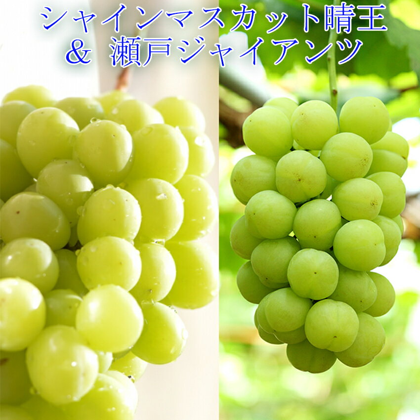 岡山県産 シャインマスカット晴王 ＆ 瀬戸ジャイアンツ 4房 (2房×2房) 2kg 赤秀品 贈答用 葡萄 ぶどう ブドウ ギフト 秋ギフト プレゼント 敬老の日 御礼 御祝 フルーツ【岡山果物工房】9月上旬頃よりご注文順に発送のサムネイル