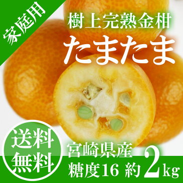 完熟きんかん たまたま 2kg 訳あり L-3L 家庭用 キズ、スレあり 【岡山果物工房】【2月上旬より発送】