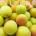 七折小梅 秀品 大きさお任せ M-3L とっても希少 小梅 愛媛県産 砥部町 JAえひめ中央 梅 うめぼし 梅酒 梅ジュース 梅ソーダ 生梅 【岡山果物工房】予...