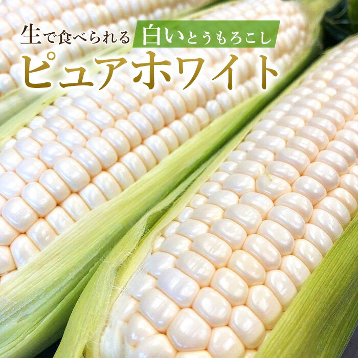 【初回限定お試し】ピュアホワイト 約2キロ 5-8本入り 香川産 朝採り 母の日 送料無料 生で食べられるとうもろこし 白いとうもろこし プレゼント ギフト 実用的 父の日ギフト