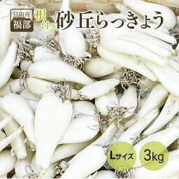 らっきょう 鳥取県産 砂丘らっきょう 送料無料 秀品 Lサイズ 約3キロ プレゼント ギフト 実用的 父の日ギフト