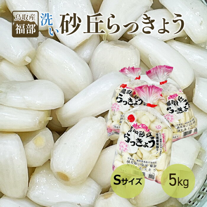 鳥取産 福部 洗いらっきょう 5キロ Sサイズ 送料無料 洗いラッキョウ プレゼント ギフト 実用的 父の日ギフト