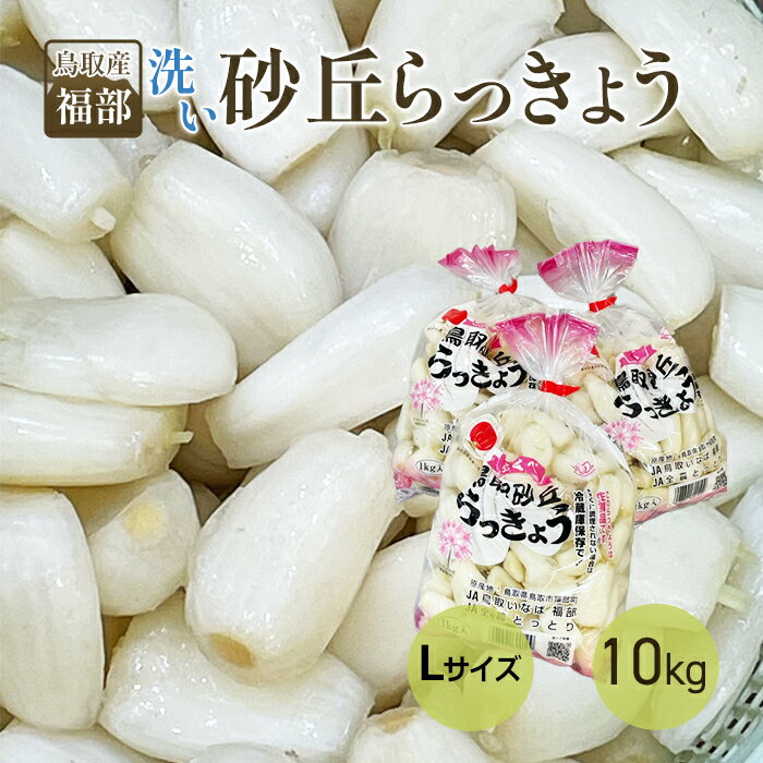 土らっきょう 鹿児島 加世田産 ”砂丘らっきょう” 秀品 Mサイズ 約1kg《5キロ購入で送料無料》【予約 5月中下旬以降】