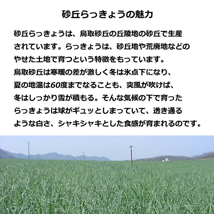 らっきょう鳥取県産福部産砂丘らっきょう送料無料秀品Mサイズ約10kg