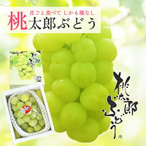 送料無料 桃太郎ぶどう 赤秀900〜1000g 1房 ぶどう マスカット 瀬戸ジャイアンツ ギフト 贈り物