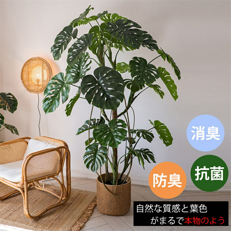 楽天市場】モンステラ 150cm 送料無料 観葉植物の通販 楽天市場】モンステラ 150cm 送料無料 観葉植物の通販