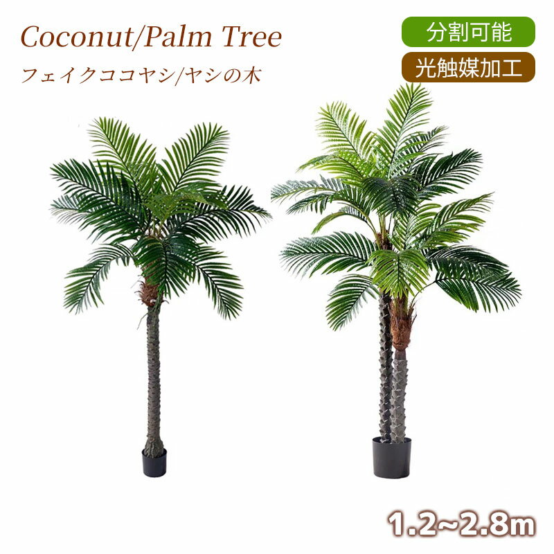 楽天市場】フェニックス ヤシの木（花・ガーデン・DIY）の通販