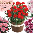 【早割300円OFFクーポン】 【お届け時期:5/5〜11のいずれか】楽天最安値に挑戦中 母の日 プレゼント カーネーション鉢植え 花 おまけ付き 健康茶 20...
