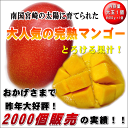 【送料無料】【母の日の贈り物】【ミニカーネーション付き】贈り物に最適!宮崎県産 完熟マンゴー 2L 1玉入【宮崎マンゴー2L1玉】あす楽対応
