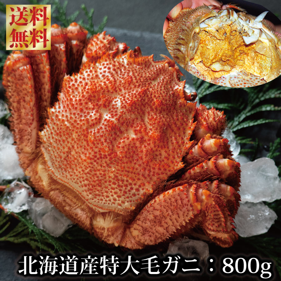 毛ガニ 毛蟹 北海道産 特大 800g 堅蟹