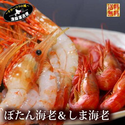 シマエビ ボタンエビ シマエビ ギフト箱入り 北海道 2大人気 海老 食べ比べ セット 1キロ ボイル北海シマエビ 500g刺身用 ボタンエビ 500gしまえび しま海老 ぼたんえび ギフト高級・ 送料無料 新春