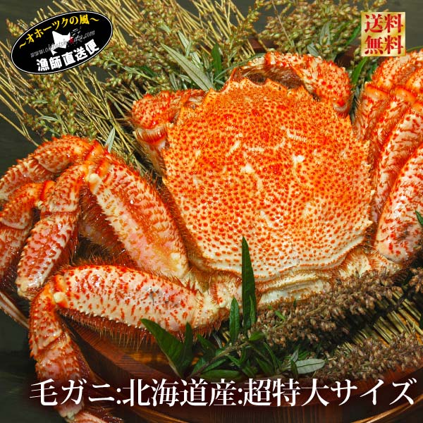 超特大 プレミアム 送料無料 『北海道産 ボイル 毛ガニ 1kg』(数量完全限定)オホーツク けがに ケガニ 毛蟹 kegani 特大 ギフト 贈答用 霧幻 カニミソ かにみそ 【#