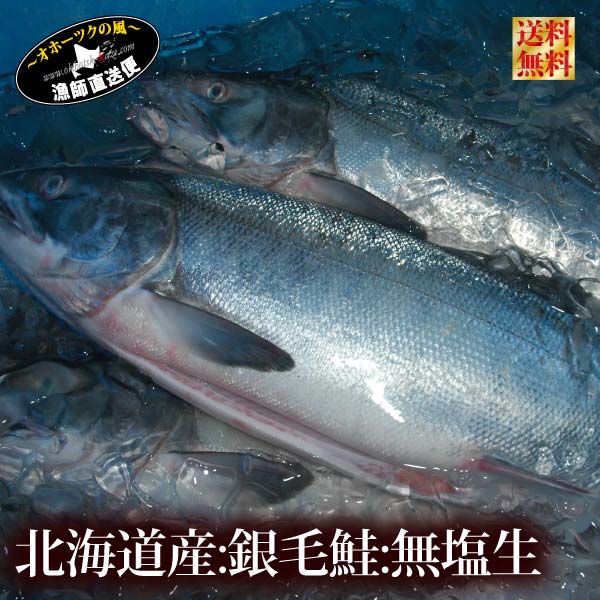 《新物出荷スタート》送料無料 新巻鮭 北海道産 一本物『無塩生鮭 大サイズ 輪切り姿造り』（北海道産 天然鮭）石狩鍋 秋鮭鍋 さけ サケ しゃけ シャケ お取り寄せグルメ　高級