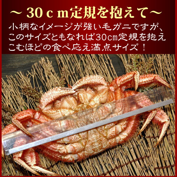 【送料無料 プレミアム銀賞】『北海道産 特大 毛ガニ』（800g前後 堅蟹 一番手）北海道 オホーツク 毛がに かにみそ カニミソ けがに 甲羅 ギフト お取り寄せグルメ　【＃元気いただきますプロジェクト】