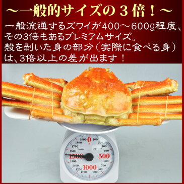 送料無料『超特大本ずわい蟹：ボイル姿1.3-1.5kg』ズワイガニ ずわいがに ズワイ蟹 越前ガニ 松葉ガニ ギフト 楽ギフ_包装のし ギフト 贈答用 メッセージカード対応海鮮 魚