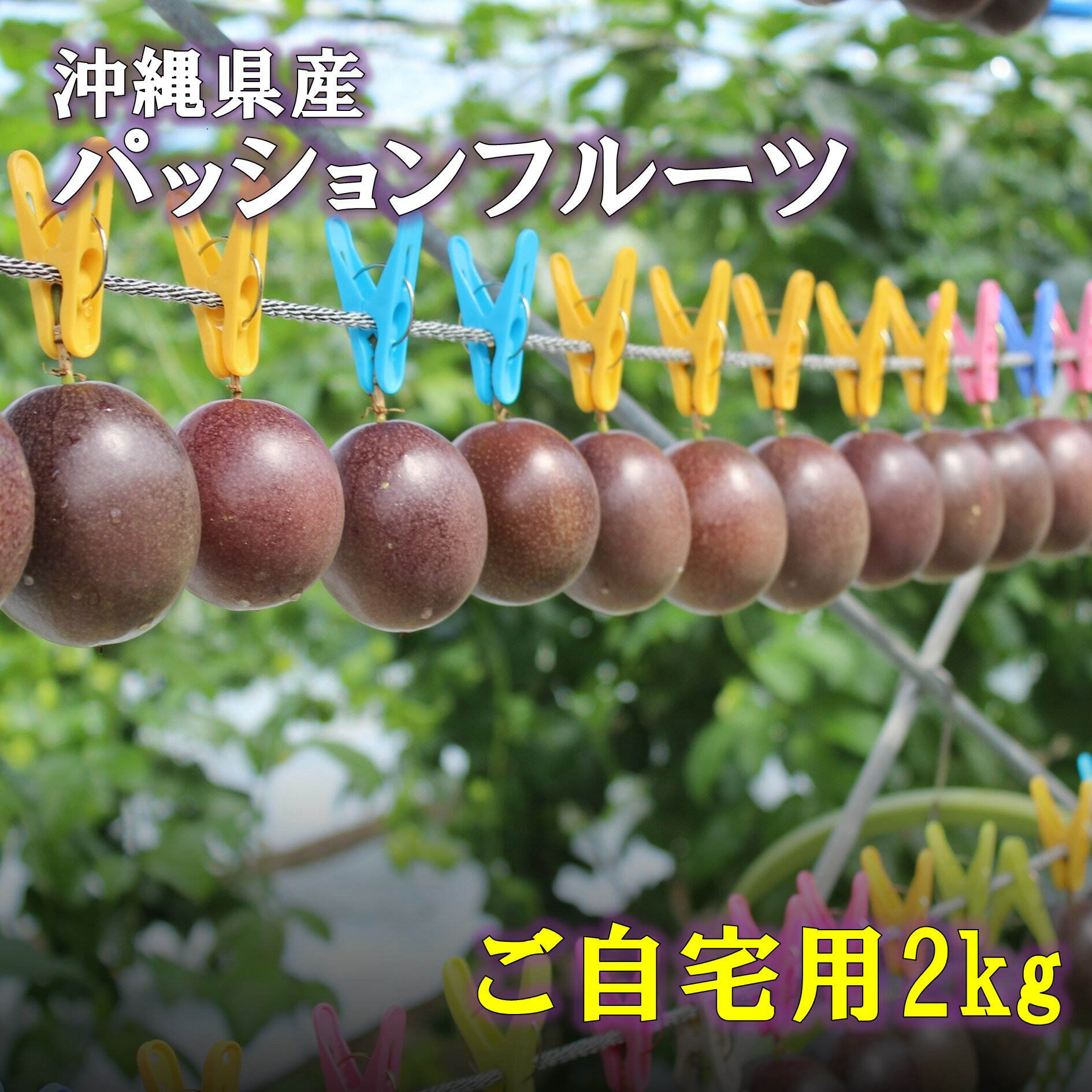【ふるさと納税】えみちゃん農園 大玉パッションフルーツ(12個入り)