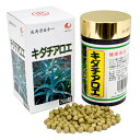 キダチアロエ