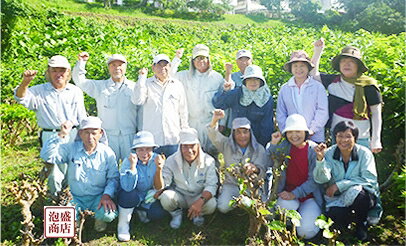 【桑茶】【パウダー】 てだ桑茶パウダー 35g×1袋 沖縄県産100％ 農薬不使用栽培 / 桑の葉茶粉末パウダー