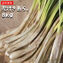 新物 送料無料 島らっきょう 泥付き島らっきょう 8kg 伊江島産 らっきょう漬け 国産 野菜 漬物 ラッキョウ おすすめ お漬け物 らっきょう 沖縄お土産 通販 人気 お取り寄せグルメ やちむん 沖縄料理 沖縄名物 沖縄特産品 おつまみ 国際通り 沖縄土産