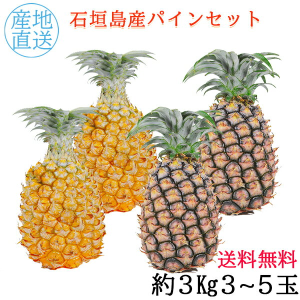 【4月下旬～7月上旬発送】送料無料 石垣島産パイン 2種セット 3kg (3〜5玉) スナックパイン ピーチパイン 沖縄 パイナップル 切り方 石垣島産フルーツ ギフト 果物 旬のフルーツ 甘い 通販 人気 産地直送 期間限定