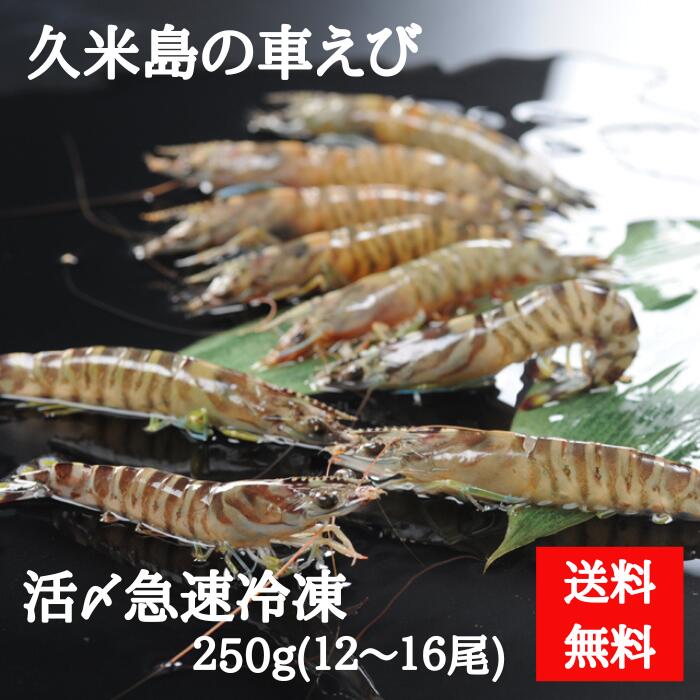 車エビ 車海老　250g 12〜16尾　沖縄産　久米島産　車エビ　車えび　生食用　父の日　母の日　夏ギフト　冬ギフト　お取り寄せ　活〆急速冷凍　離島フェア　（送料無料）4582420072134