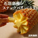 【予約販売】石垣島産スナックパイン3玉(800g〜1kg×3) 沖縄県産 沖縄産 パイナップル パイン ボゴールパイン 完熟 4月末頃より順次発送(送料無料)