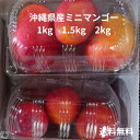 沖縄県産ミニマンゴー 500g×2パック(1kg)500g×3パック(1.5kg)500g×4パック(2kg)冷蔵 チルド 沖縄産 沖縄フルーツ 夏ギフト お中元(送料無料)