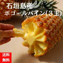 【予約販売受付中】石垣島産ボゴールパイン3玉（800g～1kg×3）　沖縄県産　沖縄産　パイナップル　パイン　スナックパイン　完熟　4月中旬より順次発送（送料無料）