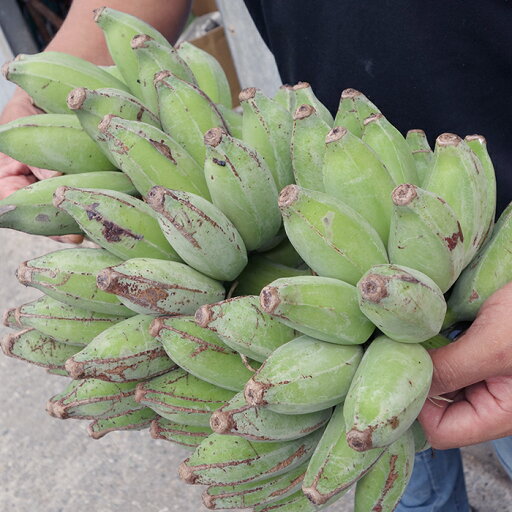 銀バナナ 2kg もっちり希少種 ☆ 沖縄県産 銀バナナ 2kg もっちり希少種 ☆ 沖縄県産