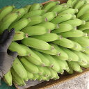 島バナナ 約1kg 【発送5月~11月上旬】 沖縄産 【原則緑色のバナナ発送】 【配達日指定不可】 【国産 国内産 沖縄産 フルーツ 果物 珍しい お取り寄せ】...