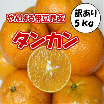 伊豆味産 たんかん【訳あり】約5kg 【発送1月〜3月上旬】沖縄やんばる（沖縄ミカン みかん タンカン 桶柑 短柑）【国産 沖縄県産 フルーツ 果物 お取り寄せ セット】【たま青果】