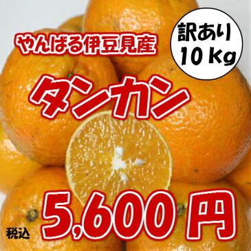 伊豆味産 たんかん【訳あり】約10kg 【発送1月〜3月上旬】沖縄やんばる（沖縄ミカン みかん タンカン 桶柑 短柑）【国産 沖縄県産 フルーツ 果物 お取り寄せ セット】【たま青果】