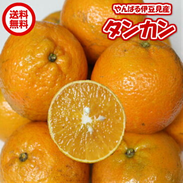 伊豆味産 たんかん【訳あり】約2kg 【送料無料】【3000円ぽっきり】【発送1月〜3月上旬】沖縄やんばる(沖縄ミカン みかん タンカン 桶柑 短柑)【国産 沖縄県産 フルーツ 果物 お取り寄せ セット】【たま青果】