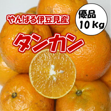 伊豆味産 たんかん 【優品】約10kg 【発送1月〜3月上旬】沖縄やんばる（沖縄ミカン みかん タンカン 桶柑 短柑）【国産 沖縄県産 フルーツ 果物 お取り寄せ セット ギフト プレゼント 贈り物】【たま青果】