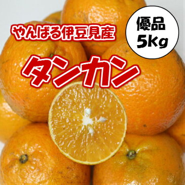 伊豆味産 たんかん 【優品】約5kg 【発送1月〜3月上旬】沖縄やんばる（沖縄ミカン みかん タンカン 桶柑 短柑）【国産 沖縄県産 フルーツ 果物 お取り寄せ セット ギフト プレゼント 贈り物】【たま青果】