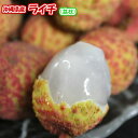 ライチ500g 【発送6月中旬だけ】 【送料無料】 楊貴妃が愛したる果実！ 沖縄県産生ライチ 500g(20〜25個） 【数量限定】【期間限定】【父の日】【超人気商品】 【国産 国内産 沖縄県産 フルーツ 果物 ライチ レイシ 茘枝 】