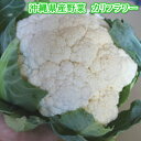 カリフラワー 1個（約300g） 【発送 12...　たま青果